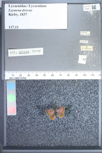 Media type: image;   Entomology 64511